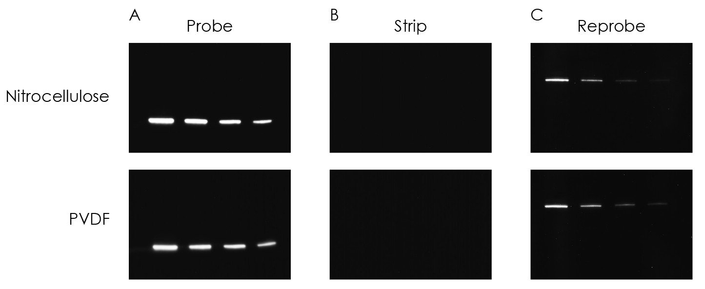 PVDF and nitrocellulose Western blots are efficiently stripped